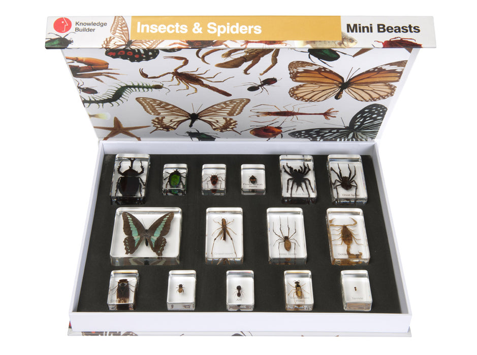 Insects and Spiders Specimens Large Set 15pc 6yrs+