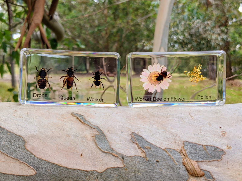 Mini Beasts Life Cycle of a Bee Specimens of a Honeybee 5pc By Knowledge Builder Science Range Early Science STEM Toys Best Seller  Most Loved in Store 6yrs+