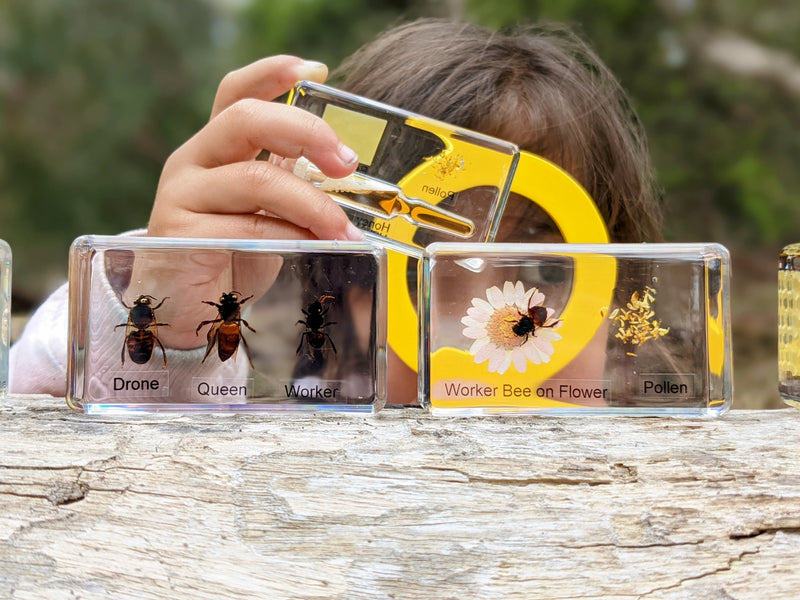 Mini Beasts Life Cycle of a Bee Specimens of a Honeybee 5pc By Knowledge Builder Science Range Early Science STEM Toys Best Seller  Most Loved in Store 6yrs+