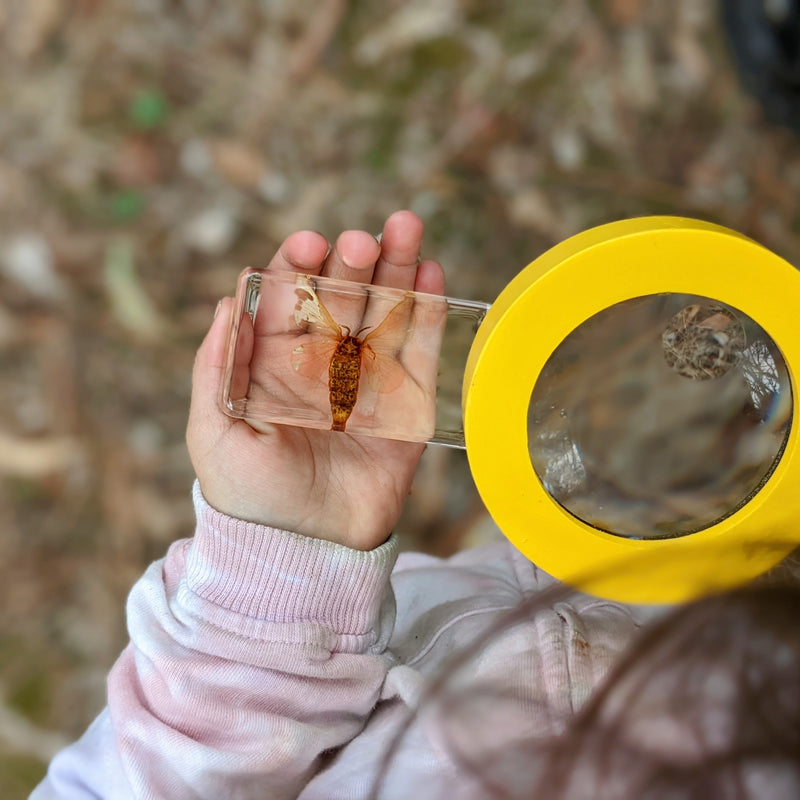 Mini Beasts Life Cycle of a Bee Specimens of a Honeybee 5pc By Knowledge Builder Science Range Early Science STEM Toys Best Seller  Most Loved in Store 6yrs+