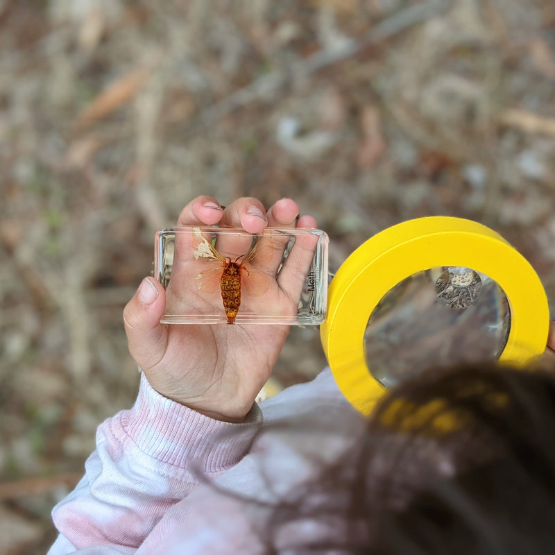 Mini Beasts Life Cycle of a Bee Specimens of a Honeybee 5pc By Knowledge Builder Science Range Early Science STEM Toys Best Seller  Most Loved in Store 6yrs+