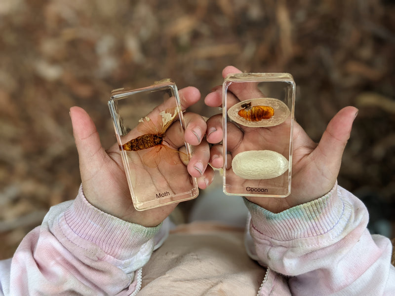 Mini Beasts Life Cycle of a Silkworm Specimens of a Silkworm 5pc Best Seller By Knowledge Builder Science Range Early Science STEM Toys 6yrs+