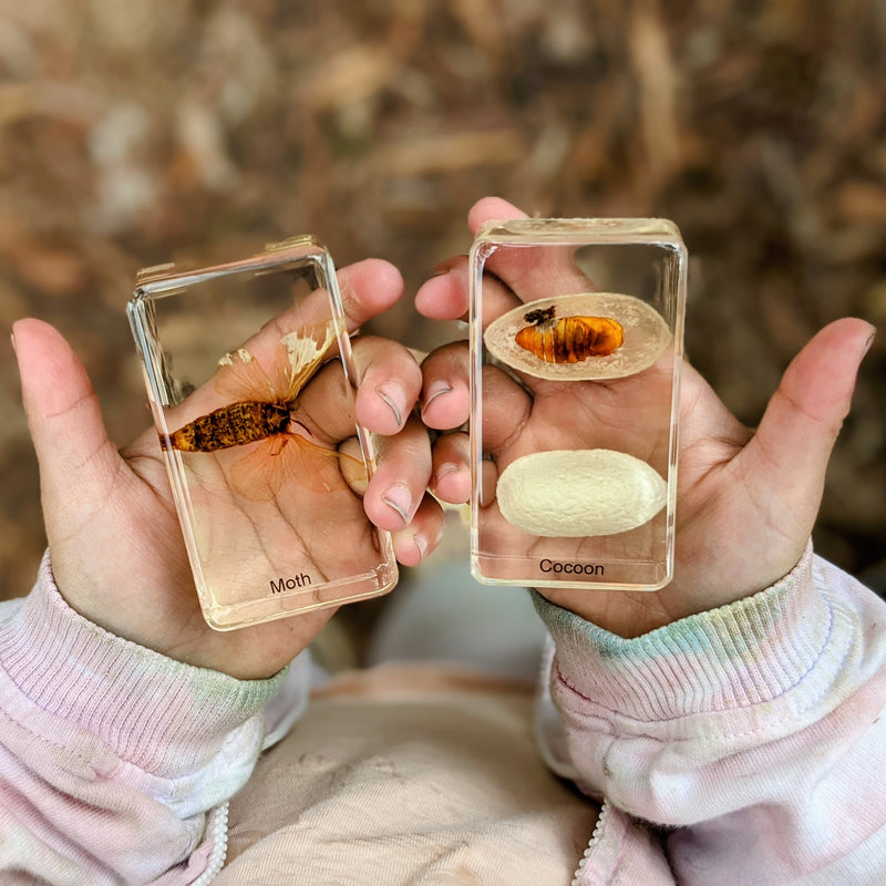 Mini Beasts Life Cycle of a Bee Specimens of a Honeybee 5pc By Knowledge Builder Science Range Early Science STEM Toys Best Seller  Most Loved in Store 6yrs+