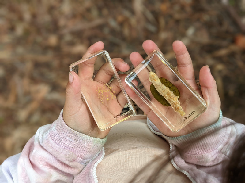 Mini Beasts Life Cycle of a Silkworm Specimens of a Silkworm 5pc Best Seller By Knowledge Builder Science Range Early Science STEM Toys 6yrs+