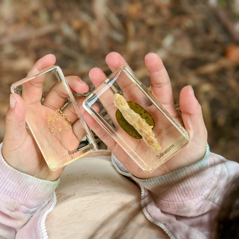 Mini Beasts Life Cycle of a Bee Specimens of a Honeybee 5pc By Knowledge Builder Science Range Early Science STEM Toys Best Seller  Most Loved in Store 6yrs+