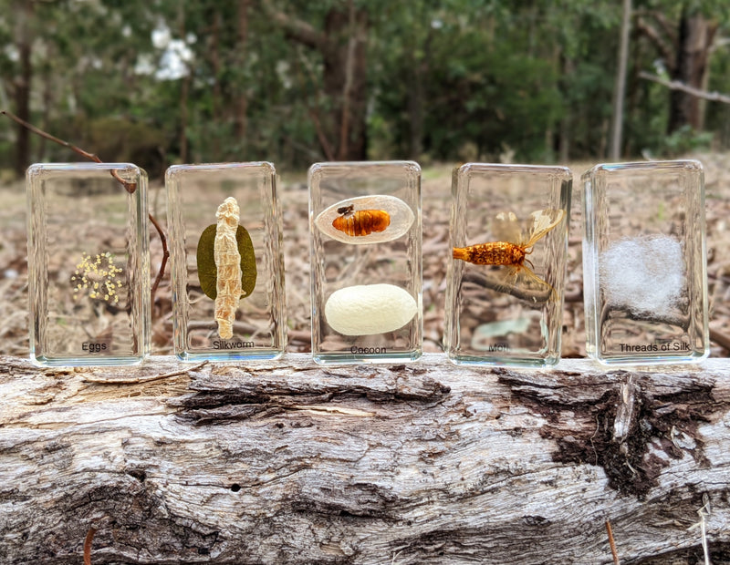 Mini Beasts Life Cycle of a Bee Specimens of a Honeybee 5pc By Knowledge Builder Science Range Early Science STEM Toys Best Seller  Most Loved in Store 6yrs+