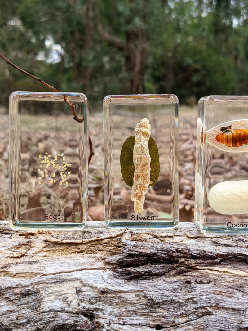 Mini Beasts Life Cycle of a Bee Specimens of a Honeybee 5pc By Knowledge Builder Science Range Early Science STEM Toys Best Seller  Most Loved in Store 6yrs+