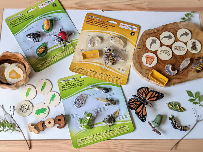 Life Cycle of a Butterfly (Monarch) Montessori Language Animal Figurines Collection by Safari Ltd Early Science STEM Butterfly Toys 4yrs+