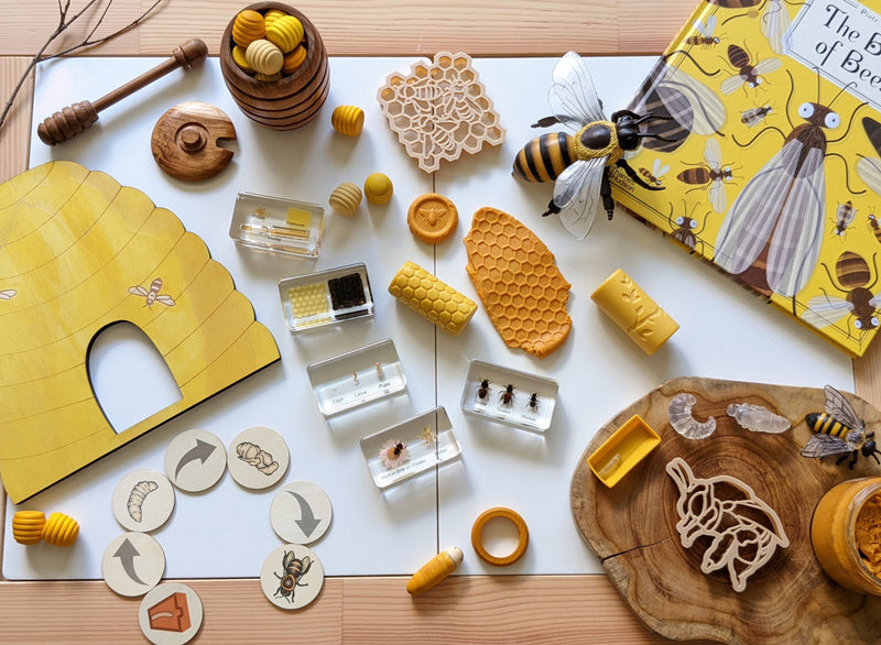 Mini Beasts Life Cycle of a Bee Specimens of a Honeybee 5pc By Knowledge Builder Science Range Early Science STEM Toys Best Seller  Most Loved in Store 6yrs+