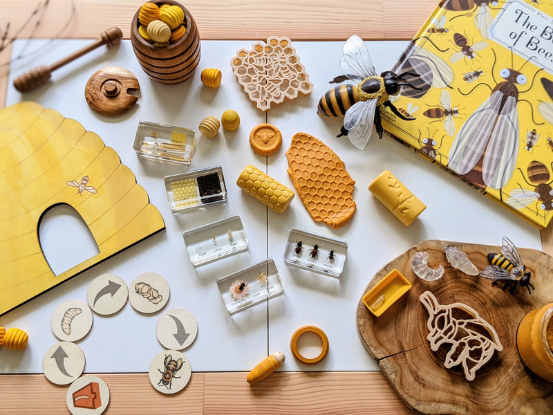 Mini Beasts Life Cycle of a Bee Specimens of a Honeybee 5pc By Knowledge Builder Science Range Early Science STEM Toys Best Seller  Most Loved in Store 6yrs+