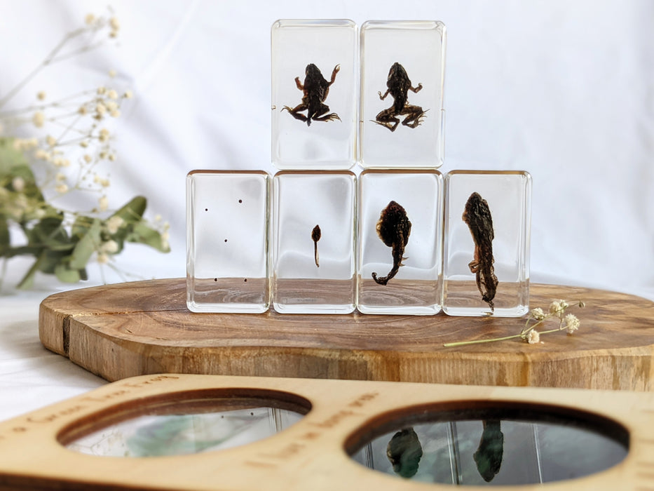 Life Cycle of a Frog Specimens of a Frog 6pc 6yrs +