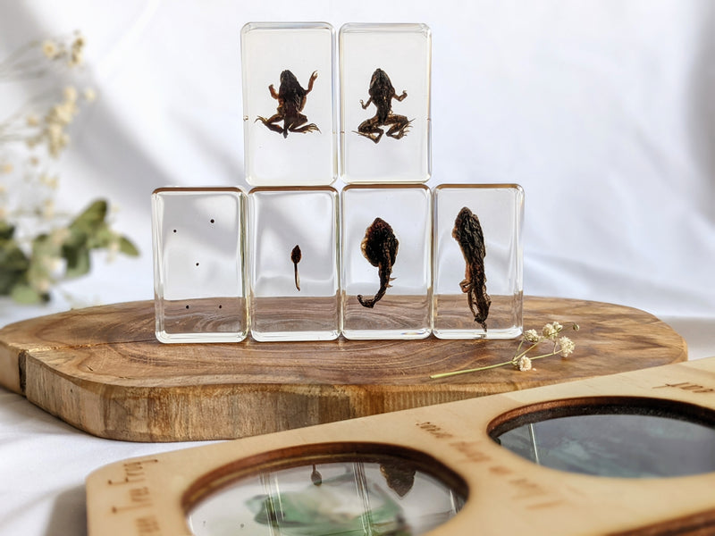 Mini Beasts Life Cycle of a Frog Specimens of a Frog 6pc Best Seller By Knowledge Builder Science Range Early Science STEM Toys Most Loved in Store 6yrs+