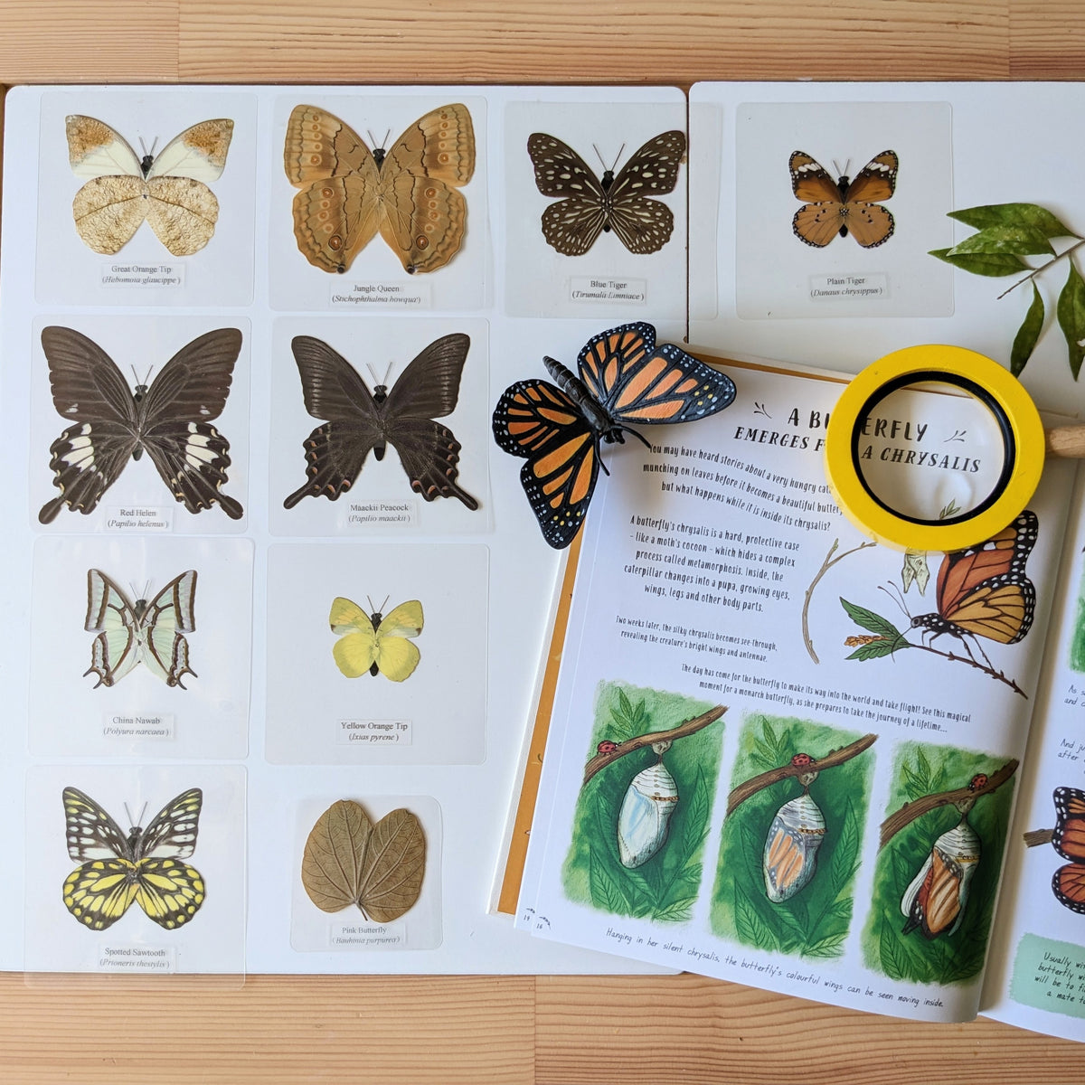 Laminated Butterflies Specimens Light Box Resources By Knowledge Build ...