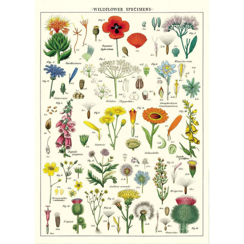 Playroom Poster - Wildflowers by Cavallini