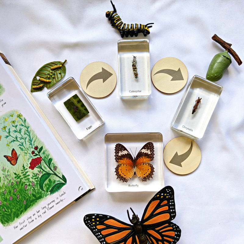 Life Cycle of a Butterfly (Monarch) Montessori Language Animal Figurines Collection by Safari Ltd Early Science STEM Butterfly Toys 4yrs+