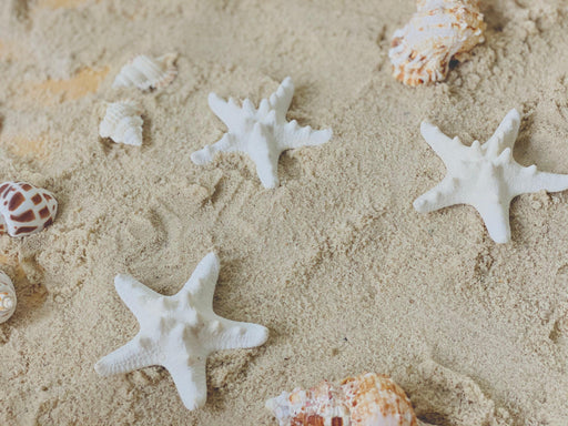 Creamy Thorny Starfish 5cm Set of 3 - My Playroom 