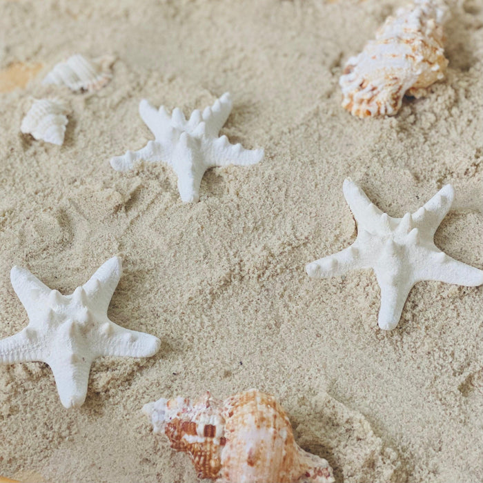 Creamy Thorny Starfish 5cm Set of 3 - My Playroom 