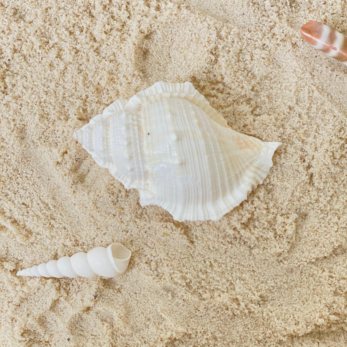 Large Bursa Rana (Frog Shell) Creamy White 7.5-8.5cm Ocean Sensory Toy ...