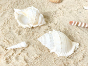 Large Bursa Rana (Frog Shell) Creamy White 7.5-8.5cm - My Playroom 