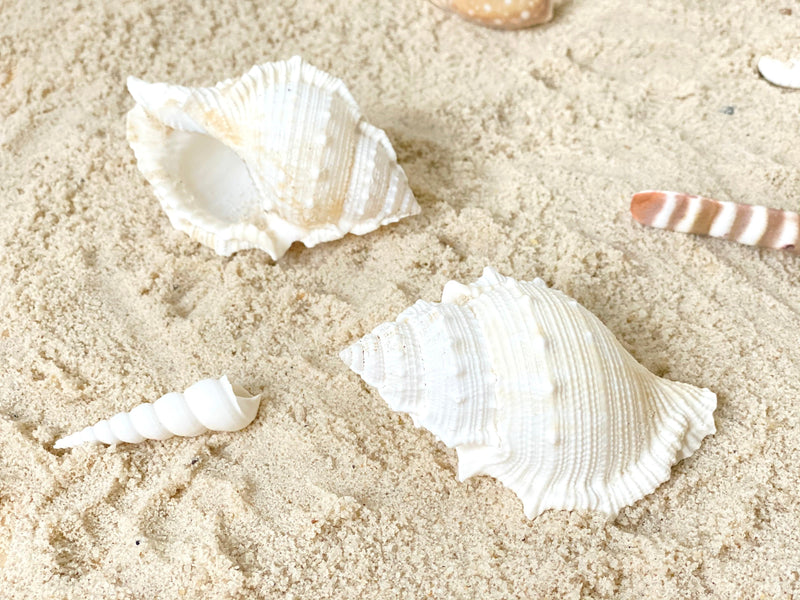 Large Bursa Rana (Frog Shell) Creamy White 7.5-8.5cm - My Playroom 