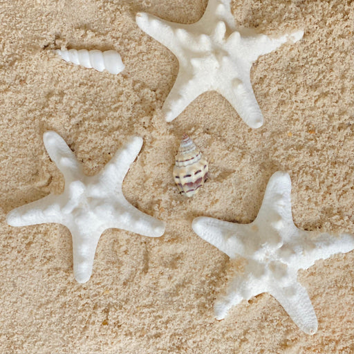 Creamy Thorny Starfish 5cm Set of 3 - My Playroom 