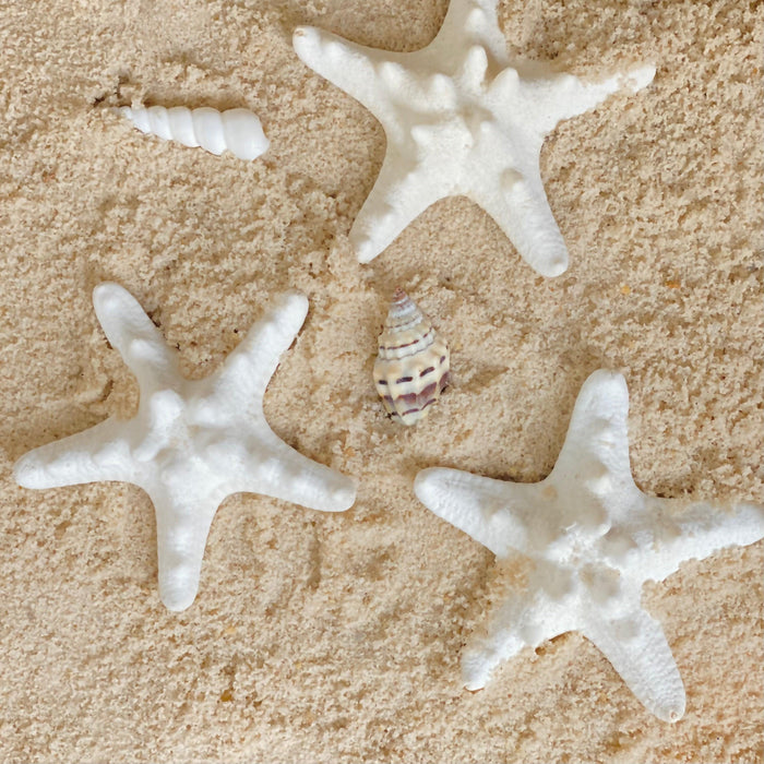 Creamy Thorny Starfish 5cm Set of 3 - My Playroom 