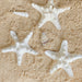 Creamy Thorny Starfish 5cm Set of 3 - My Playroom 