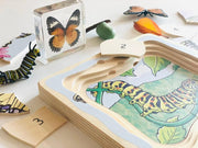 Beleduc Life Cycle Wooden Numbered Puzzle - Butterfly 4yrs+ - My Playroom 