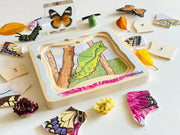 Beleduc Life Cycle Wooden Numbered Puzzle - Butterfly 4yrs+ - My Playroom 