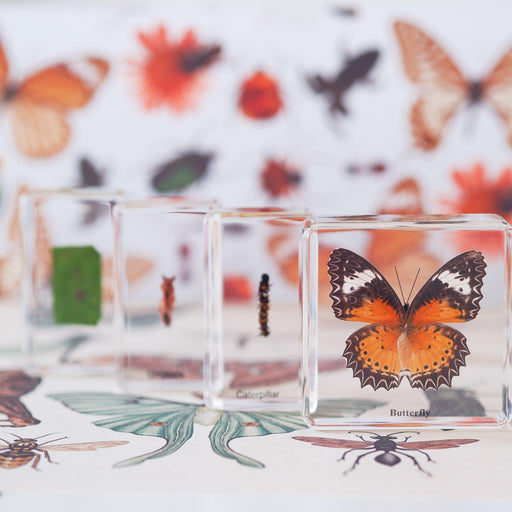 Life Cycle Specimens of a Butterfly 6yrs+ - My Playroom 