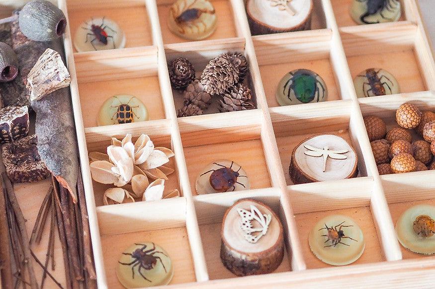 Mini Beast Magnetic Insect Specimens ( Glow in the Dark ) 6yrs+ - My Playroom 