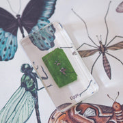 Life Cycle Specimens of a Butterfly 6yrs+ - My Playroom 
