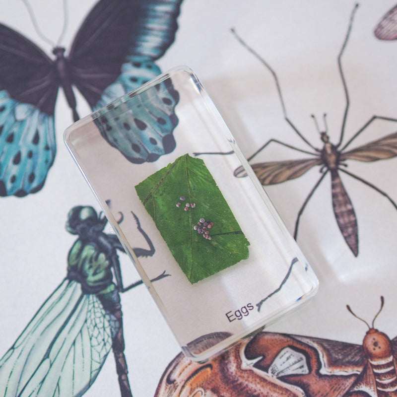 Life Cycle Specimens of a Butterfly 6yrs+ - My Playroom 