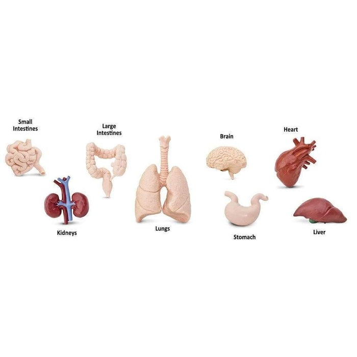 Human Organs Montessori Language Learning Figurines 3yrs+ - My Playroom 
