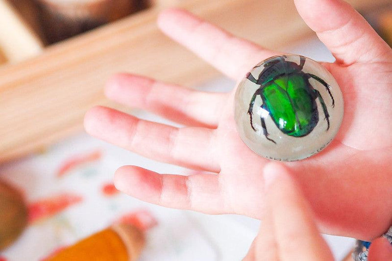 Mini Beast Magnetic Insect Specimens ( Glow in the Dark ) 6yrs+ - My Playroom 
