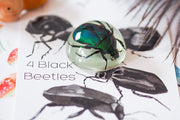Mini Beast Magnetic Insect Specimens ( Glow in the Dark ) 6yrs+ - My Playroom 