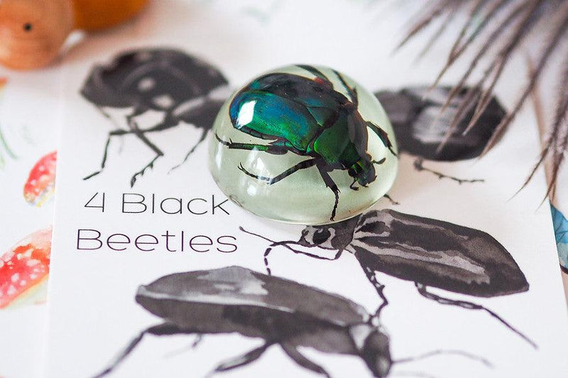 Mini Beast Magnetic Insect Specimens ( Glow in the Dark ) 6yrs+ - My Playroom 