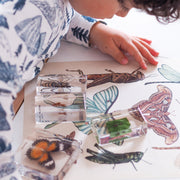 Life Cycle Specimens of a Butterfly 6yrs+ - My Playroom 