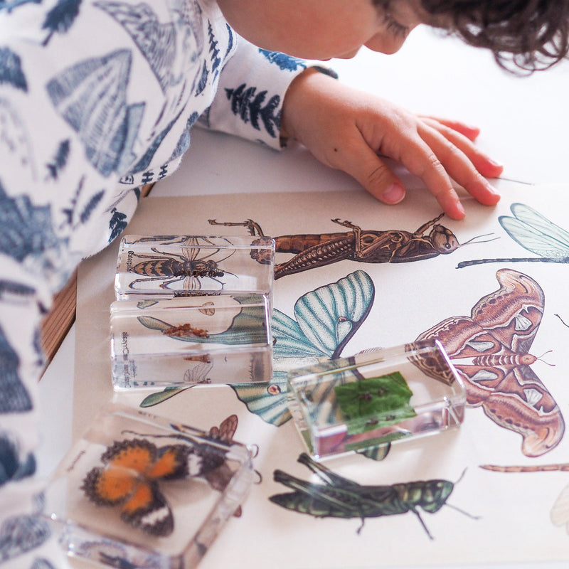 Life Cycle Specimens of a Butterfly 6yrs+ - My Playroom 