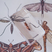 Life Cycle Specimens of a Butterfly 6yrs+ - My Playroom 