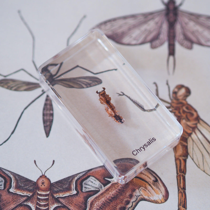 Life Cycle Specimens of a Butterfly 6yrs+ - My Playroom 