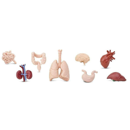 Human Organs Montessori Language Learning Figurines 3yrs+ - My Playroom 