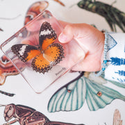 Life Cycle Specimens of a Butterfly 6yrs+ - My Playroom 