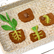 Tara Treasures Felt Lifecycle of Bean Plant - My Playroom 