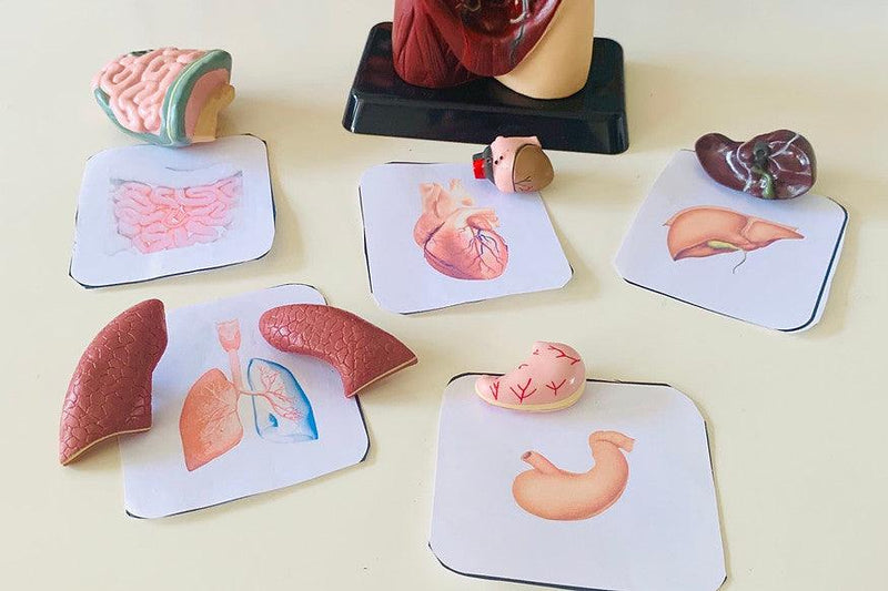 Human Anatomy Model - 27cm - 8 Pieces 8yrs+ - My Playroom 