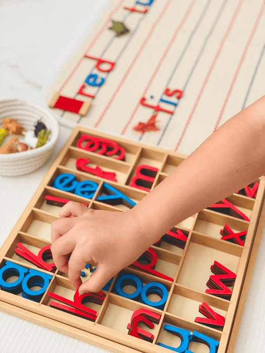 Montessori Moveable Alphabet with Matching Sorting Tray and Lid - My Playroom 