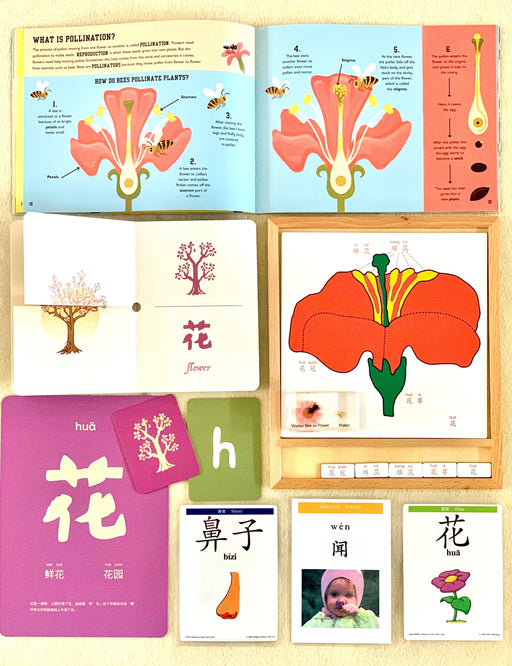 Classroom Mandarin 120 Flash Cards  甲骨文大字卡 - My Playroom 