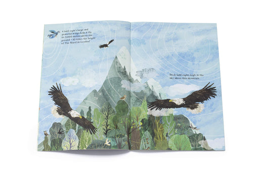 The Big Sticker Book of Birds (Paperback) - My Playroom 