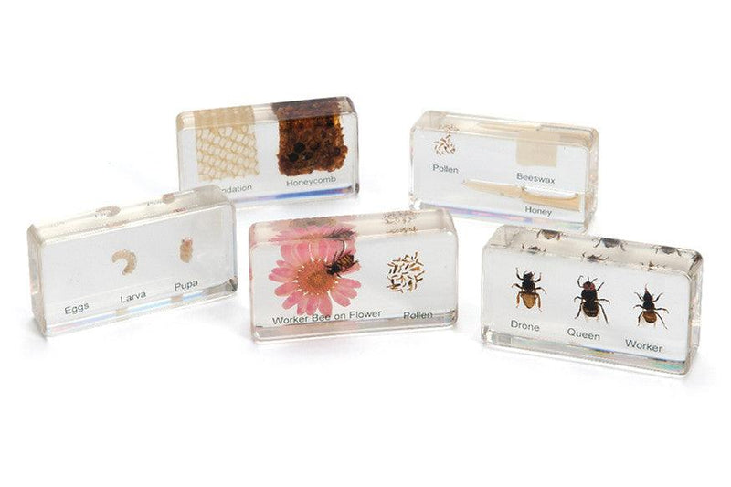 Life Cycle Specimens of a Honeybee 6yrs+ - My Playroom 