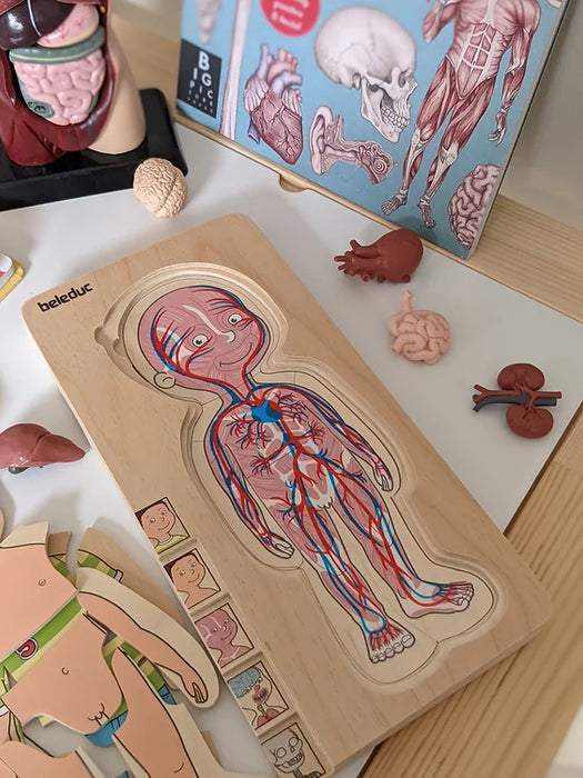 Beleduc 5 Layer Human Anatomy Puzzle Boy 4yrs+ - My Playroom 